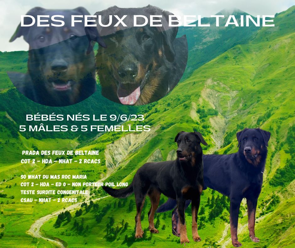 Des Feux De Beltaine - Les bébés de Prada ont deux semaines !