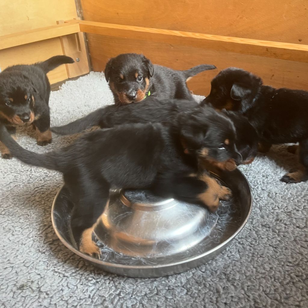 chiot Berger de Beauce Des Feux De Beltaine