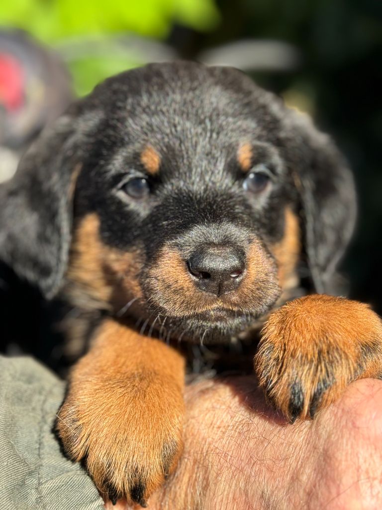 chiot Berger de Beauce Des Feux De Beltaine