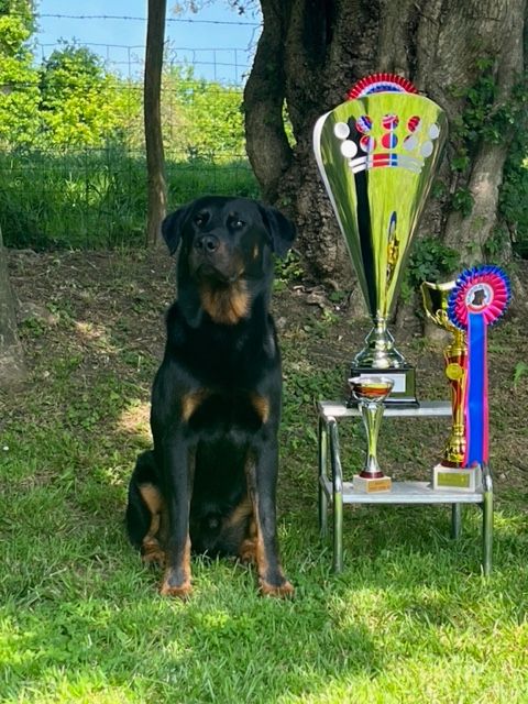 CH. Sisko Des Feux De Beltaine