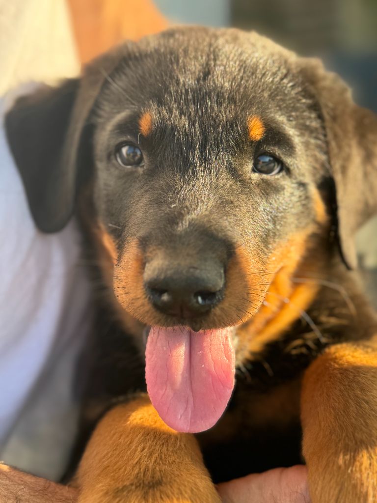 Des Feux De Beltaine - Chiots disponibles - Berger de Beauce