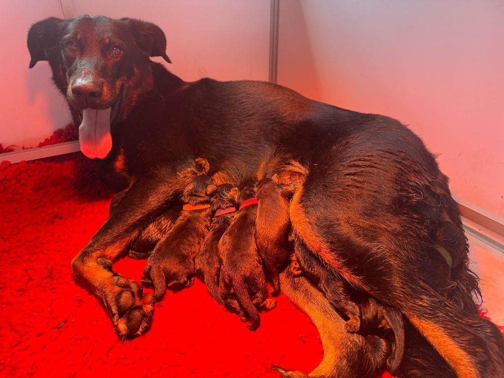 Chiot Berger de Beauce Des Feux De Beltaine