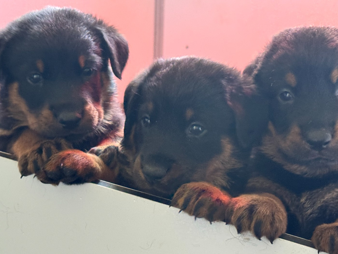 Des Feux De Beltaine - Chiots disponibles - Berger de Beauce