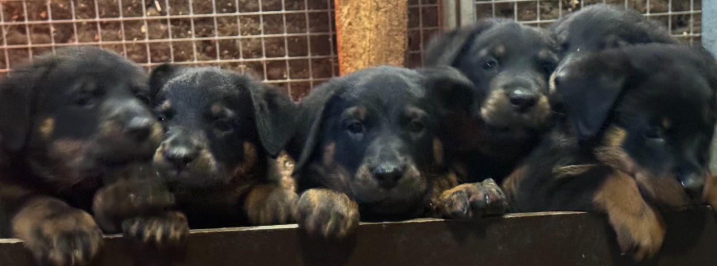 Chiot Berger de Beauce Des Feux De Beltaine
