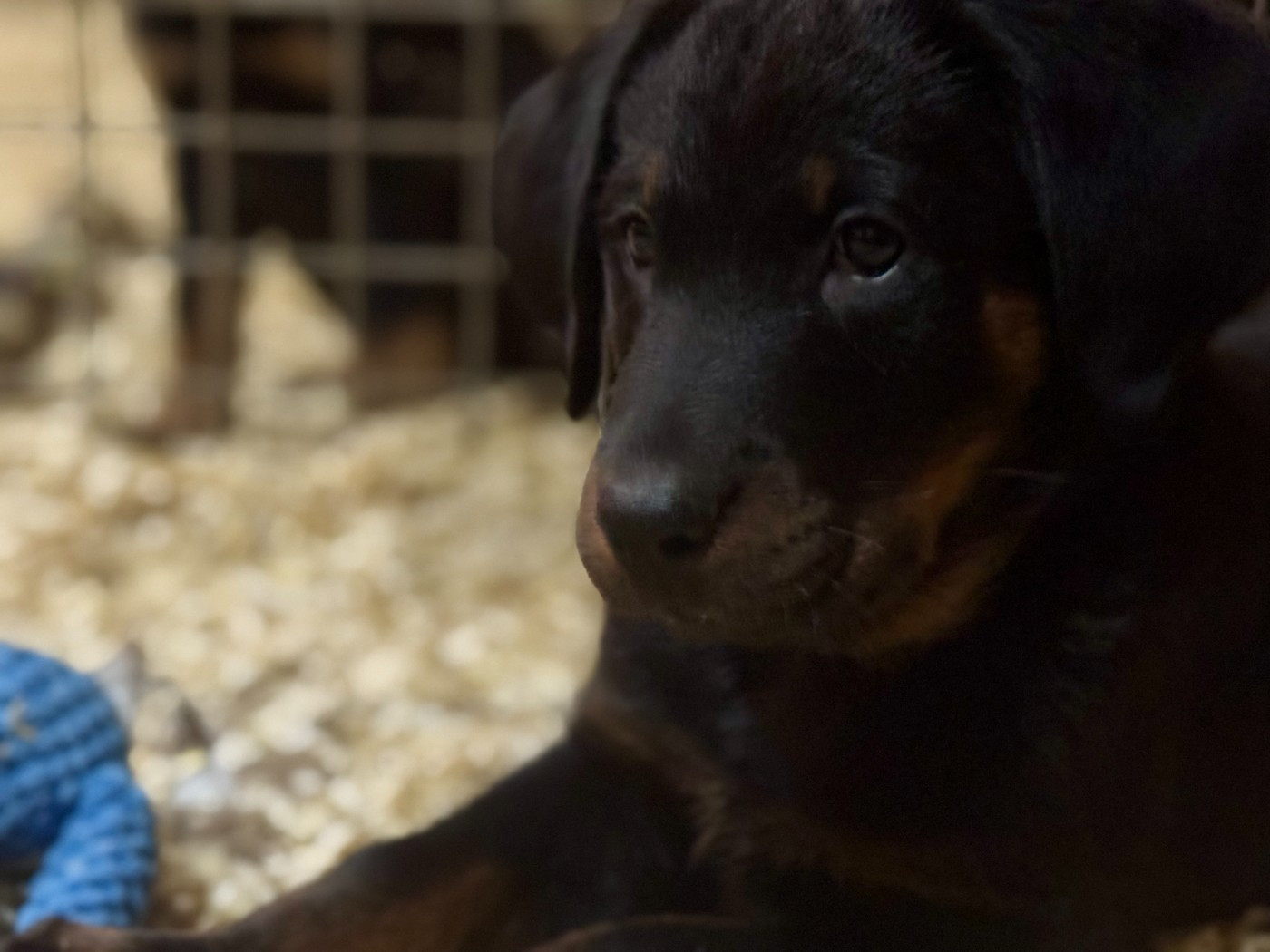 Des Feux De Beltaine - Chiots disponibles - Berger de Beauce