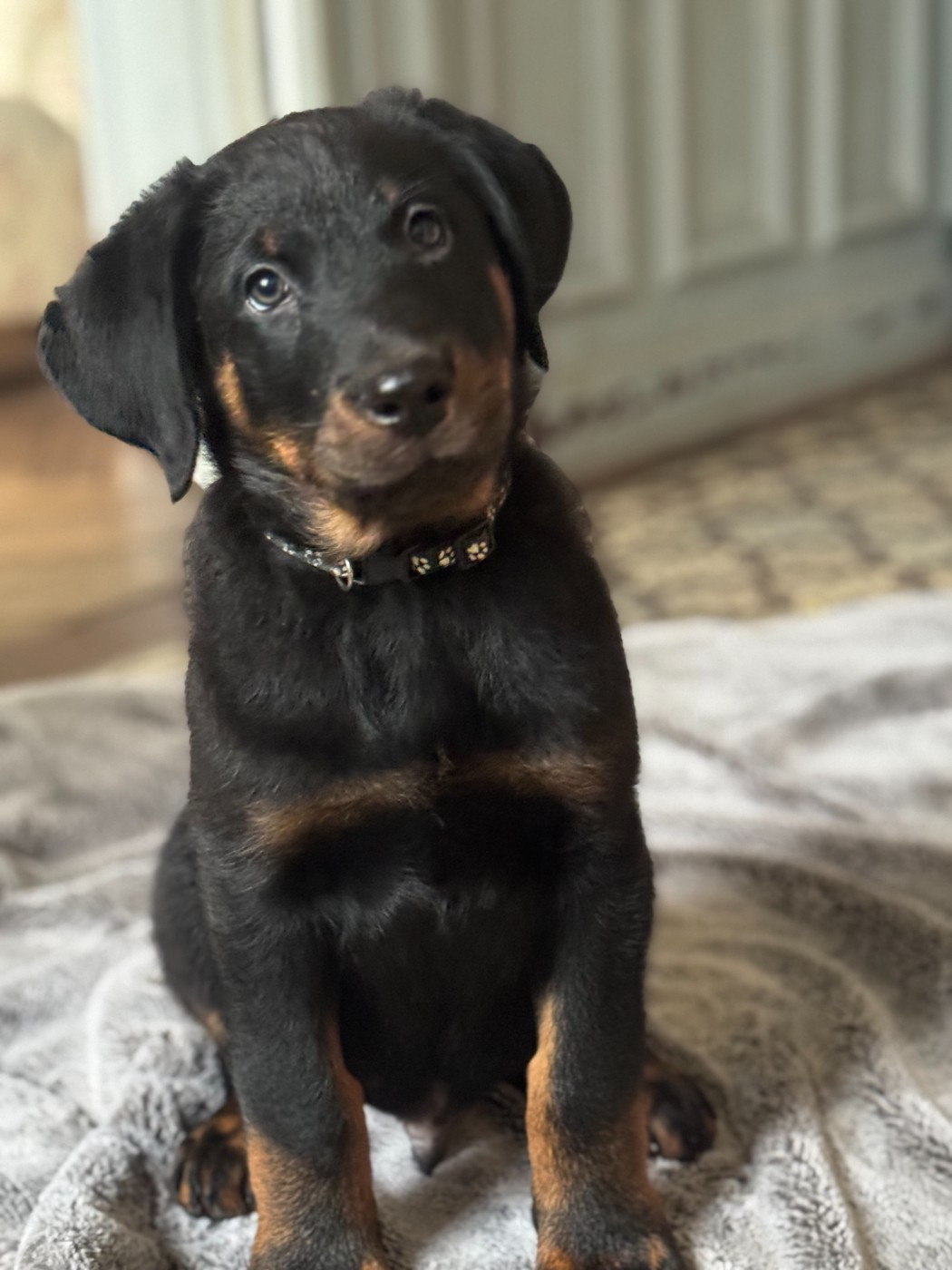 Des Feux De Beltaine - Chiots disponibles - Berger de Beauce