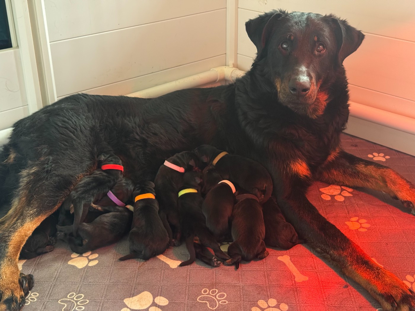 Chiot Berger de Beauce Des Feux De Beltaine