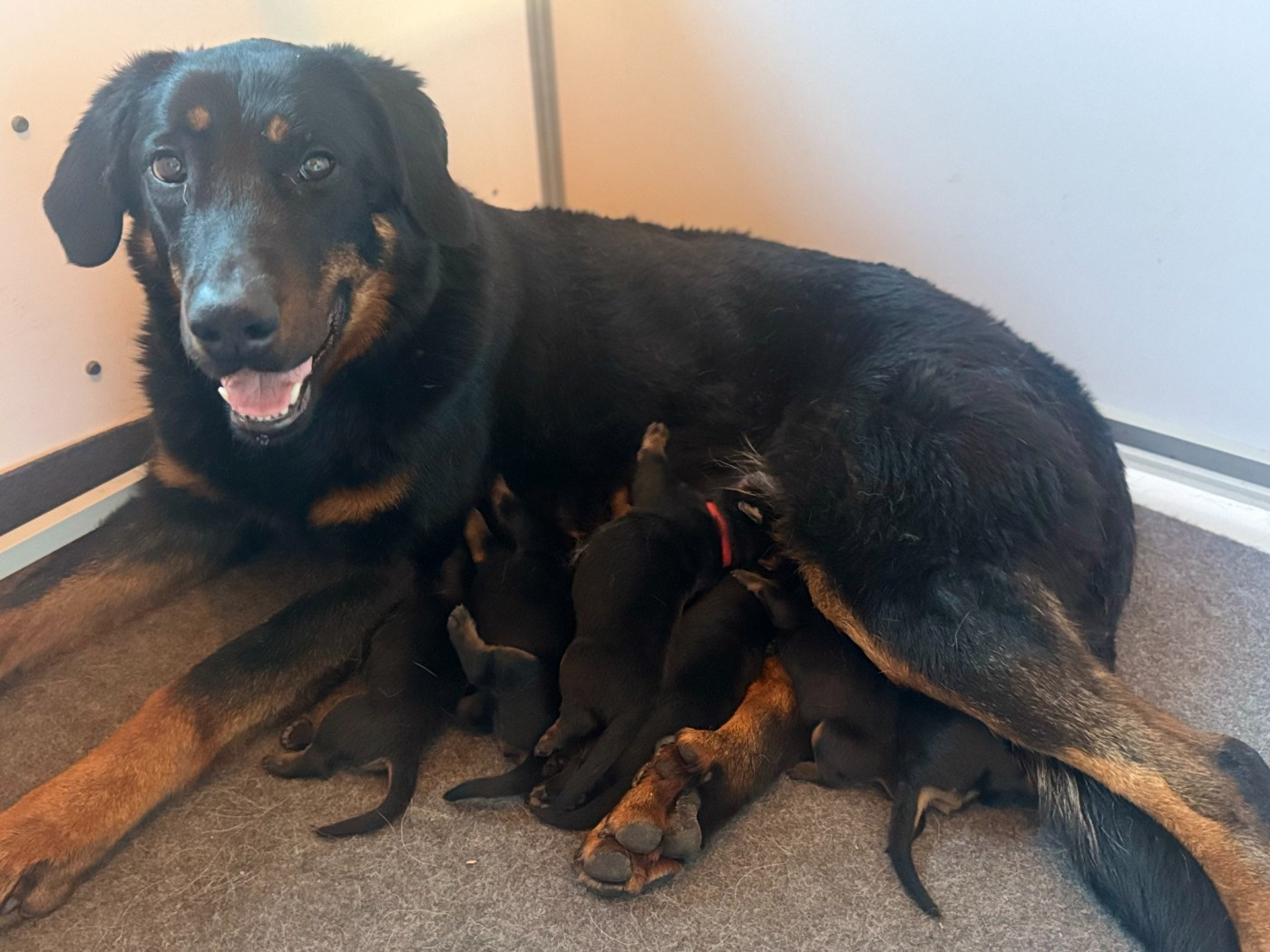 Chiot Berger de Beauce Des Feux De Beltaine