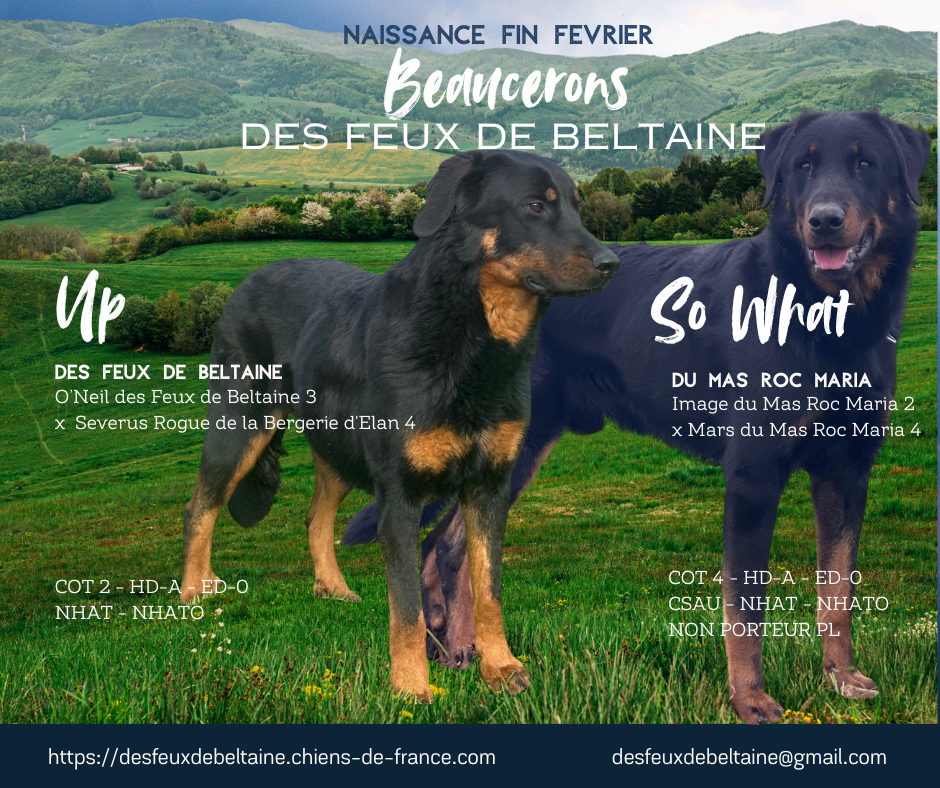 Des Feux De Beltaine - Berger de Beauce - Portée née le 26/02/2026