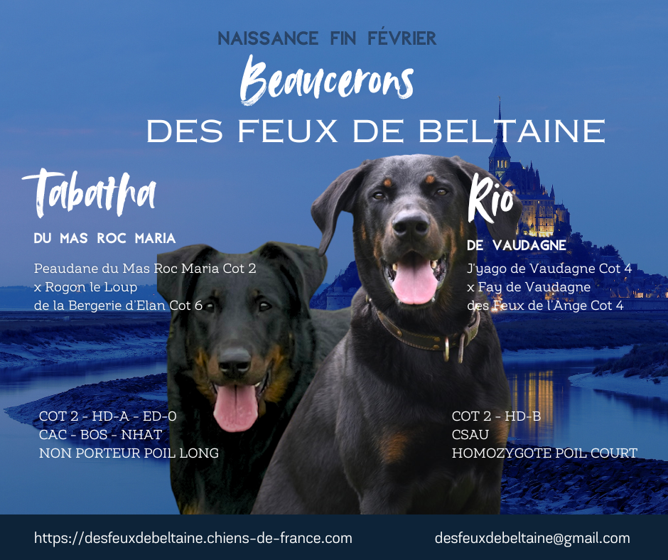 Des Feux De Beltaine - Berger de Beauce - Portée née le 27/02/2026