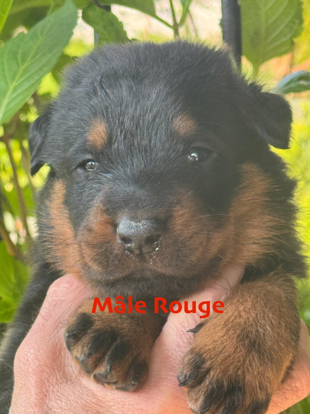Des Feux De Beltaine - Chiots disponibles - Berger de Beauce