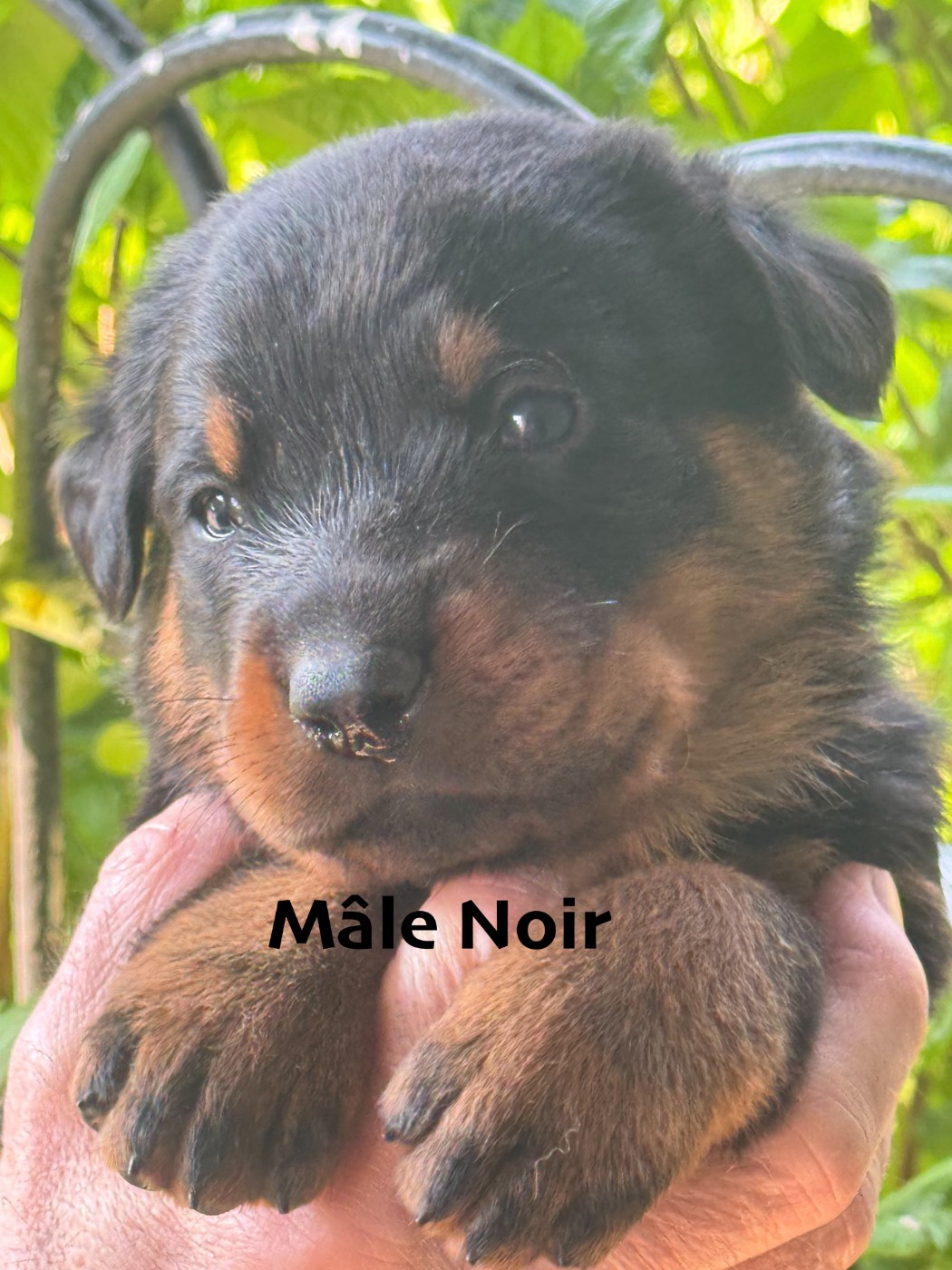 Des Feux De Beltaine - Chiots disponibles - Berger de Beauce