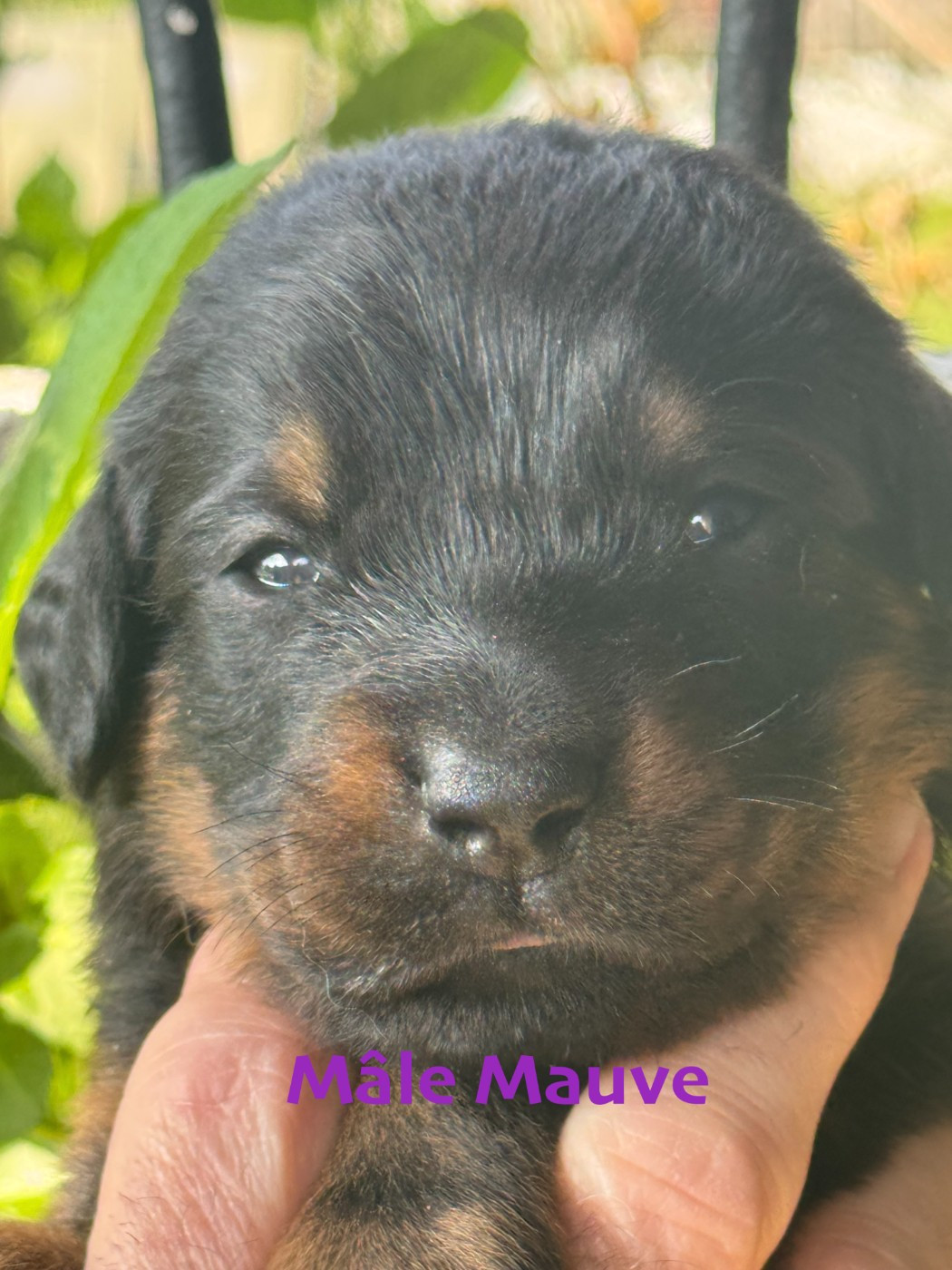 Des Feux De Beltaine - Chiots disponibles - Berger de Beauce