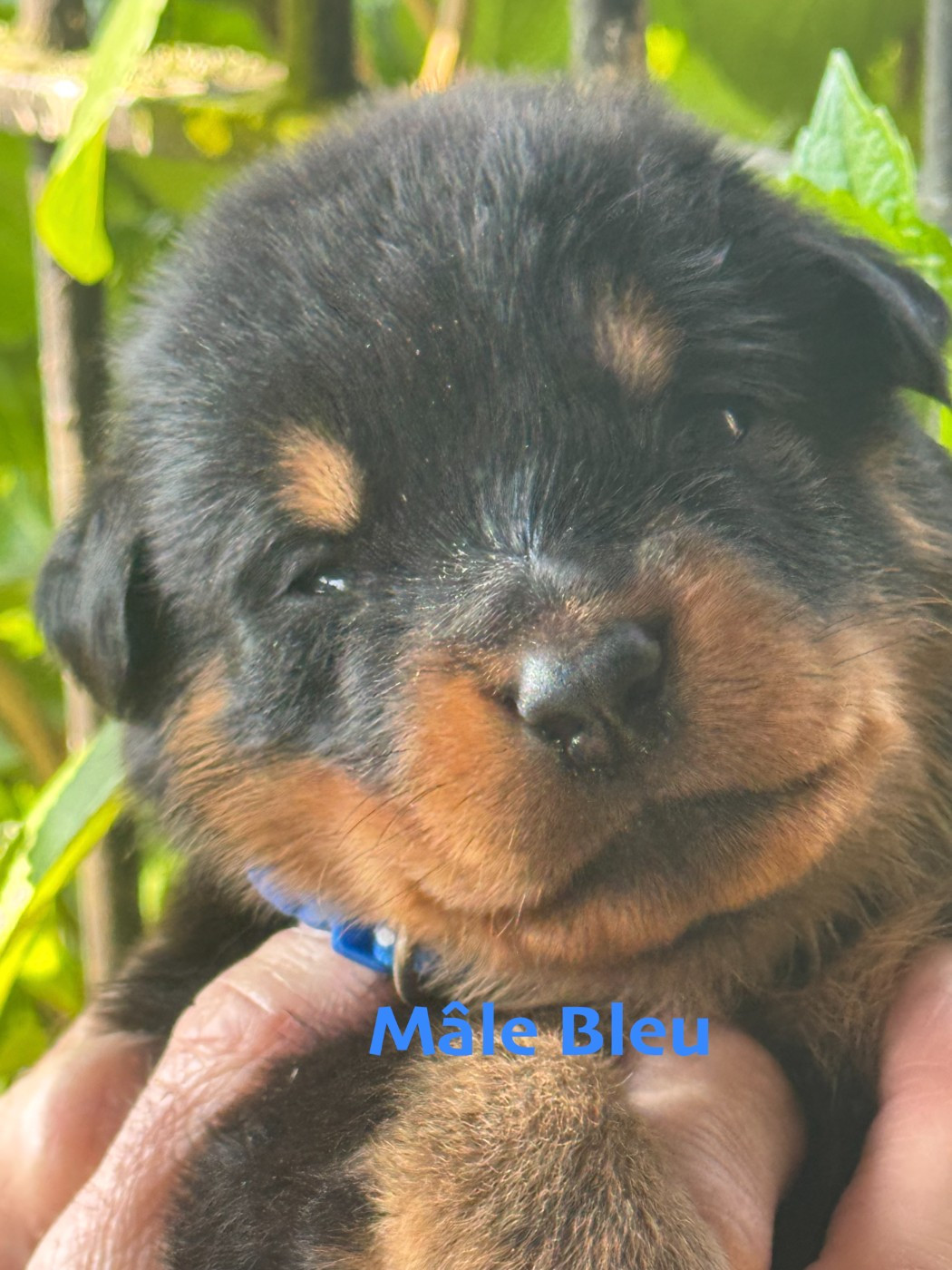 Des Feux De Beltaine - Chiots disponibles - Berger de Beauce