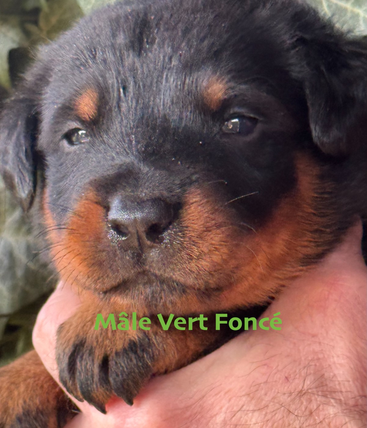 Des Feux De Beltaine - Chiots disponibles - Berger de Beauce