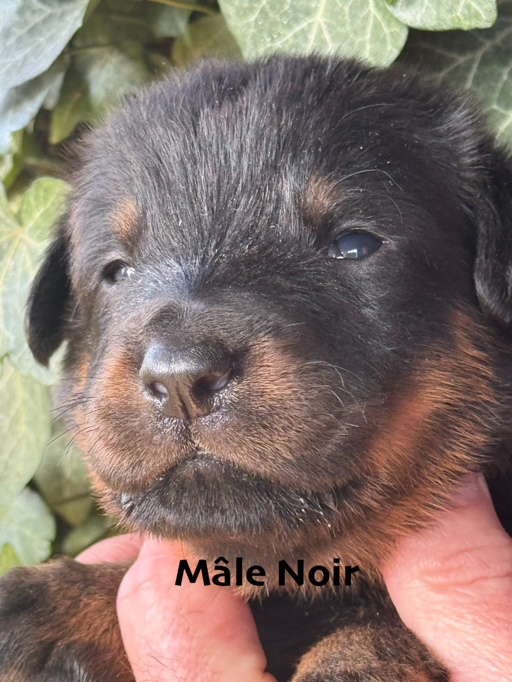 Des Feux De Beltaine - Chiots disponibles - Berger de Beauce