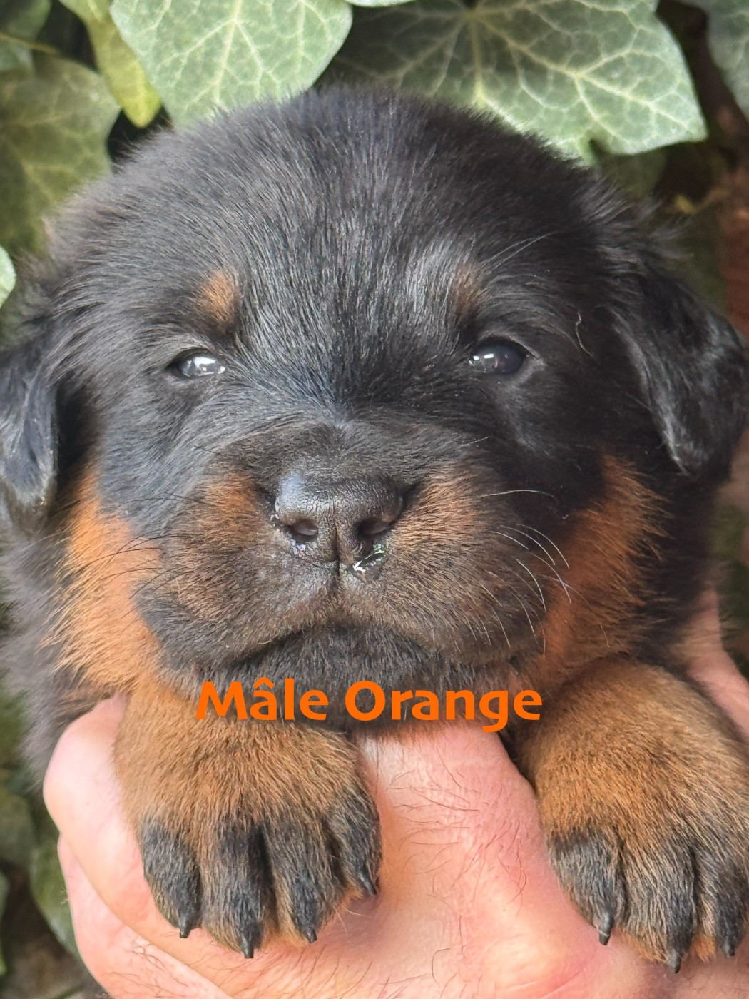 Des Feux De Beltaine - Chiots disponibles - Berger de Beauce