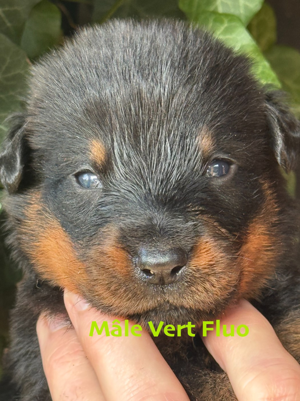 Des Feux De Beltaine - Chiots disponibles - Berger de Beauce