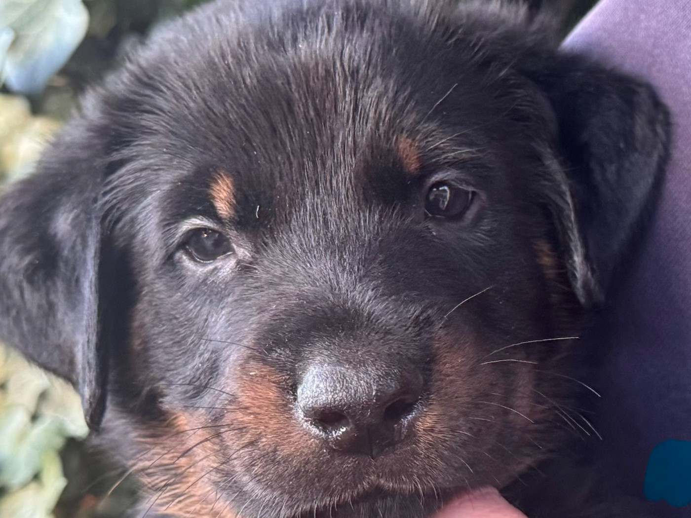 Des Feux De Beltaine - Chiots disponibles - Berger de Beauce