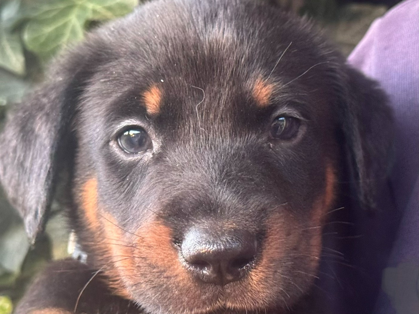 Des Feux De Beltaine - Chiots disponibles - Berger de Beauce