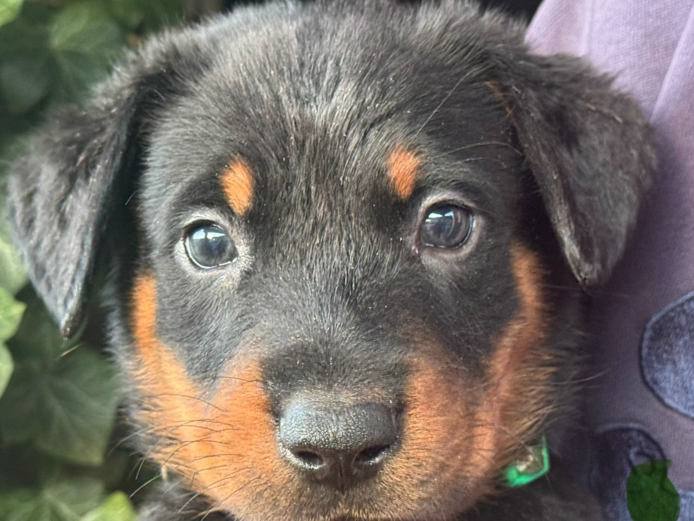 Des Feux De Beltaine - Chiots disponibles - Berger de Beauce