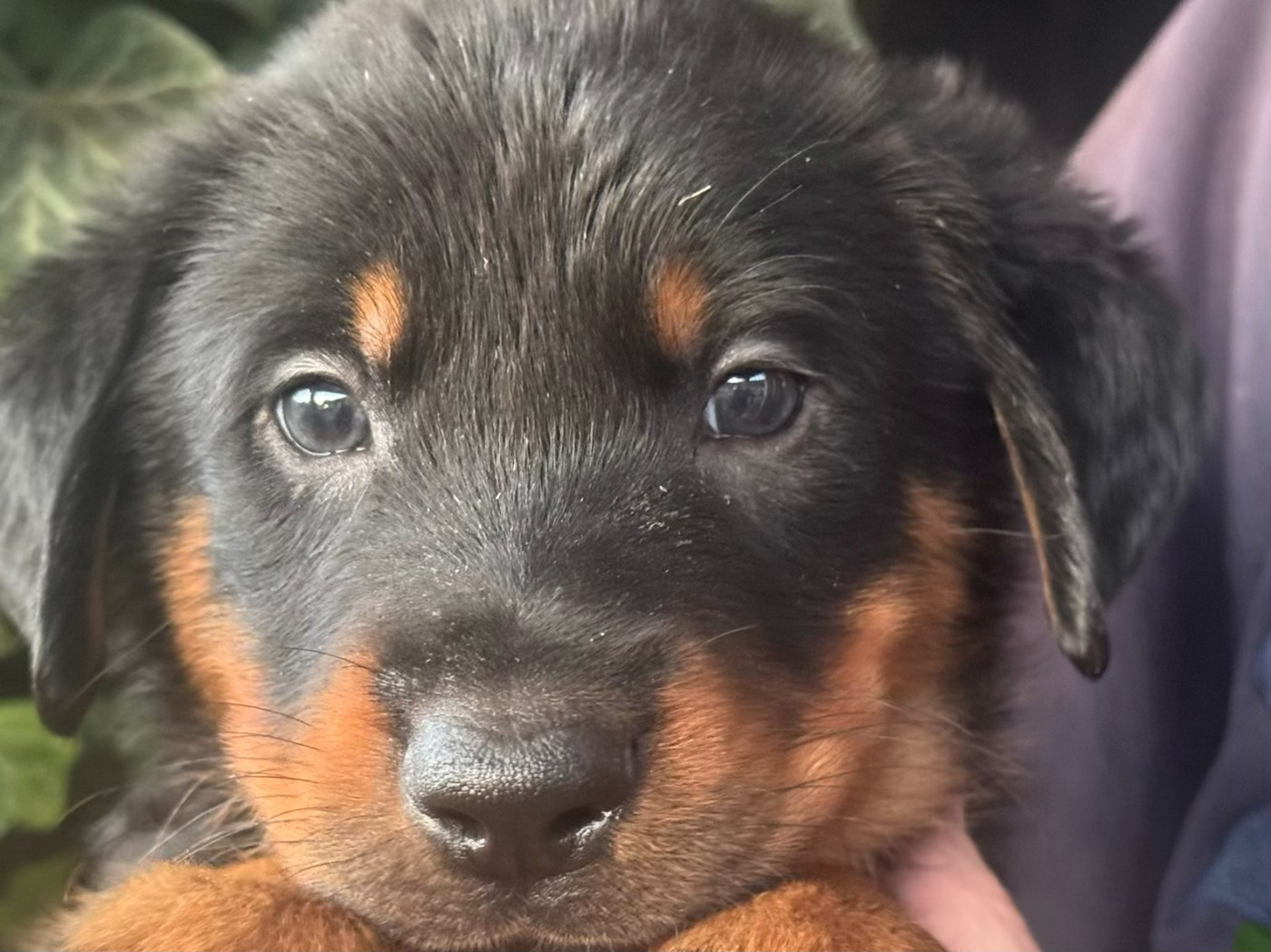 Des Feux De Beltaine - Chiots disponibles - Berger de Beauce