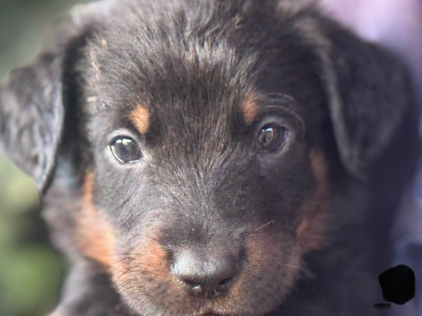 Des Feux De Beltaine - Chiots disponibles - Berger de Beauce