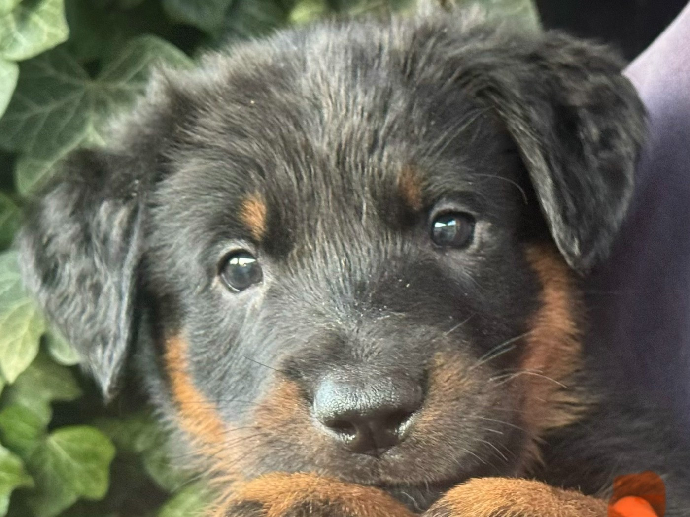 Des Feux De Beltaine - Chiots disponibles - Berger de Beauce