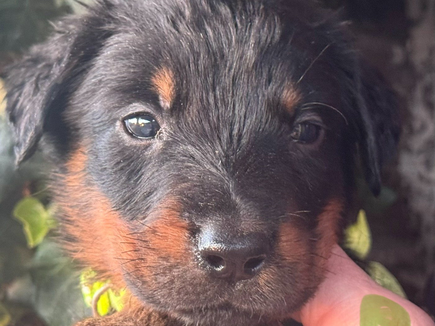 Des Feux De Beltaine - Chiots disponibles - Berger de Beauce