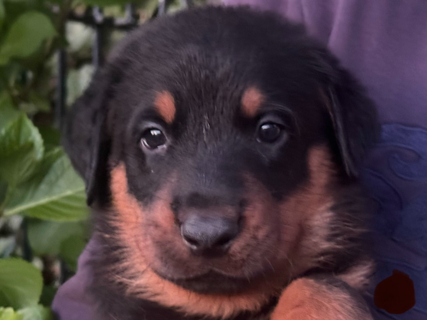 Des Feux De Beltaine - Chiots disponibles - Berger de Beauce