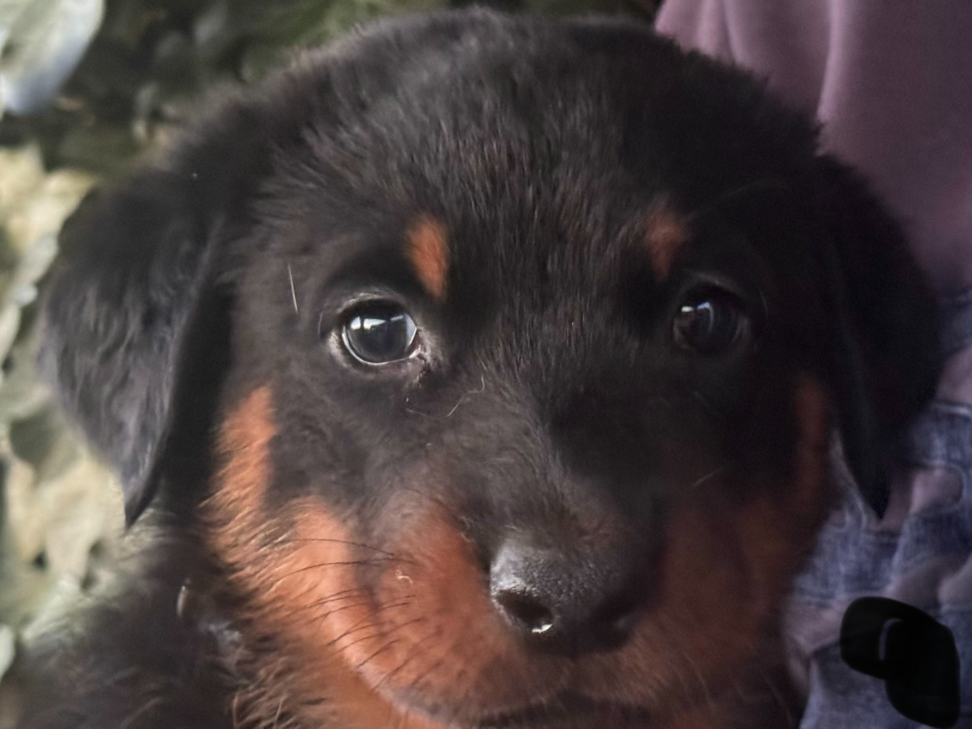 Des Feux De Beltaine - Chiots disponibles - Berger de Beauce