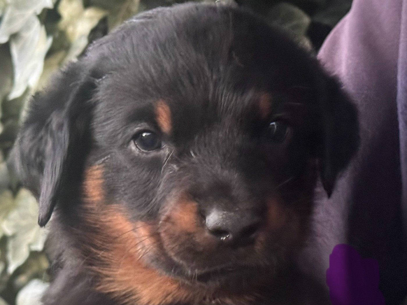 Des Feux De Beltaine - Chiots disponibles - Berger de Beauce