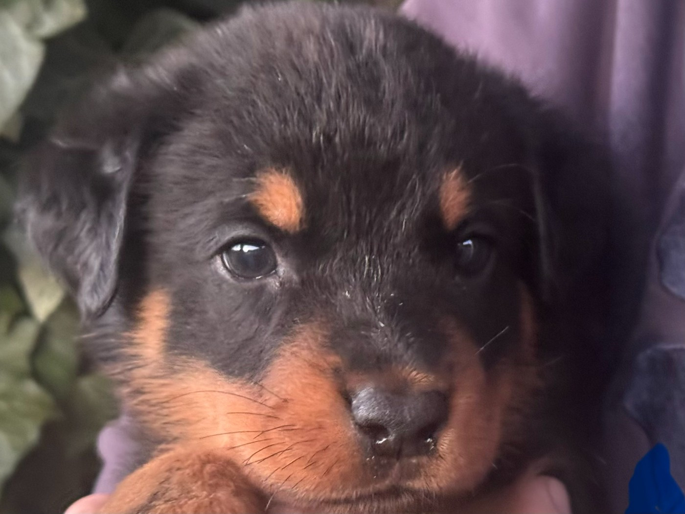 Des Feux De Beltaine - Chiots disponibles - Berger de Beauce