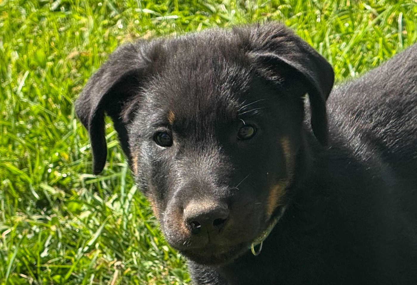 Des Feux De Beltaine - Chiots disponibles - Berger de Beauce