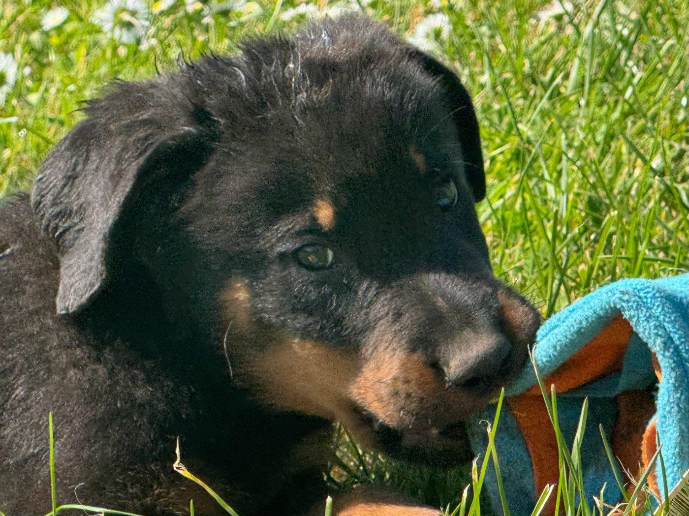 Des Feux De Beltaine - Chiots disponibles - Berger de Beauce