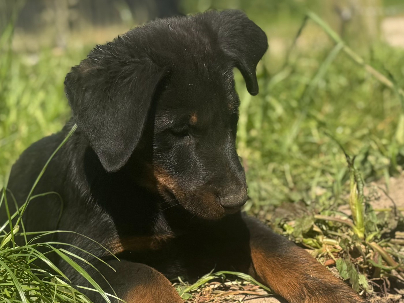 Des Feux De Beltaine - Chiots disponibles - Berger de Beauce