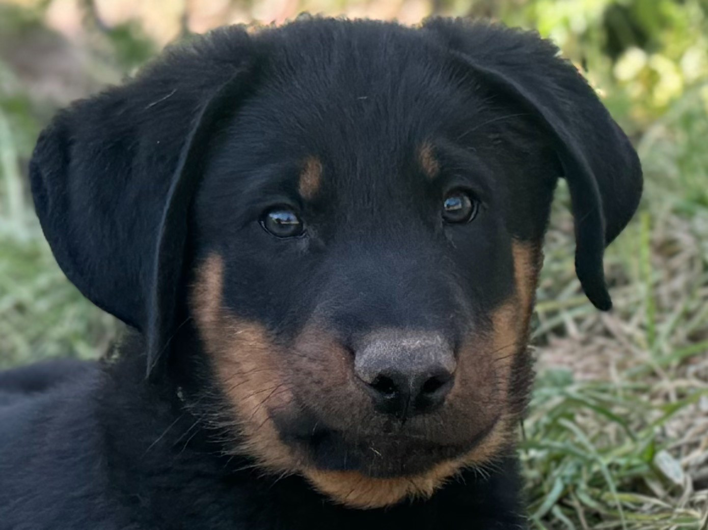 Des Feux De Beltaine - Chiots disponibles - Berger de Beauce