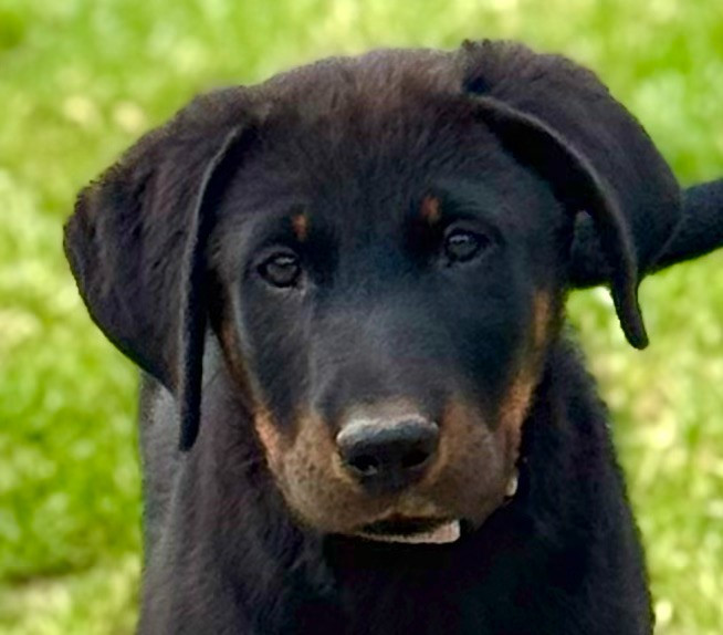 Des Feux De Beltaine - Chiots disponibles - Berger de Beauce