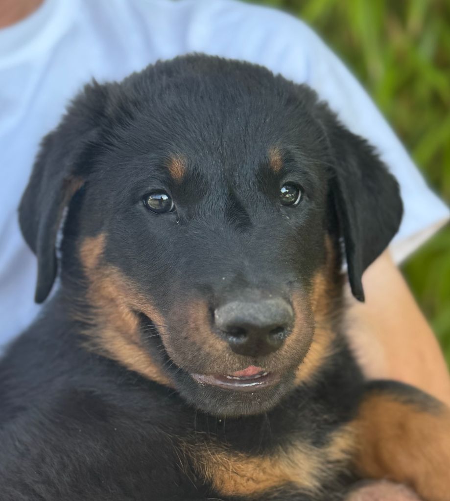 Des Feux De Beltaine - Chiots disponibles - Berger de Beauce