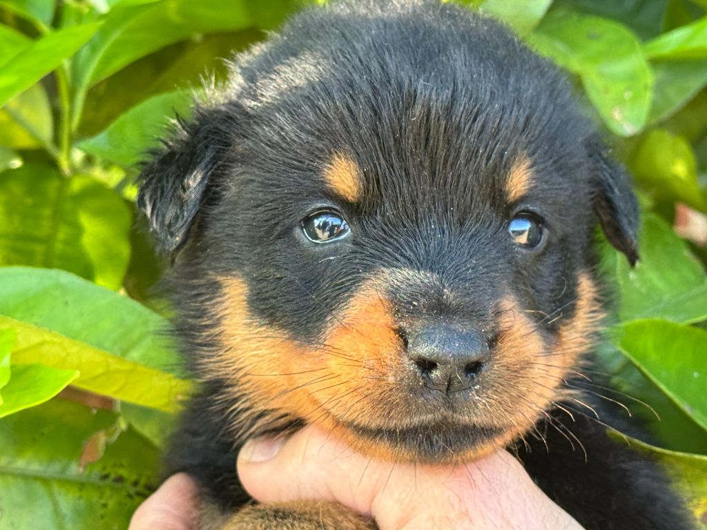 Des Feux De Beltaine - Chiots disponibles - Berger de Beauce