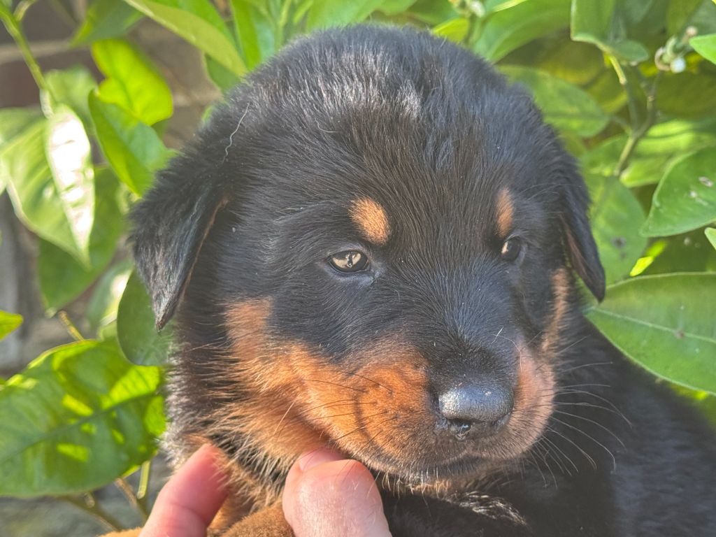 Des Feux De Beltaine - Chiots disponibles - Berger de Beauce