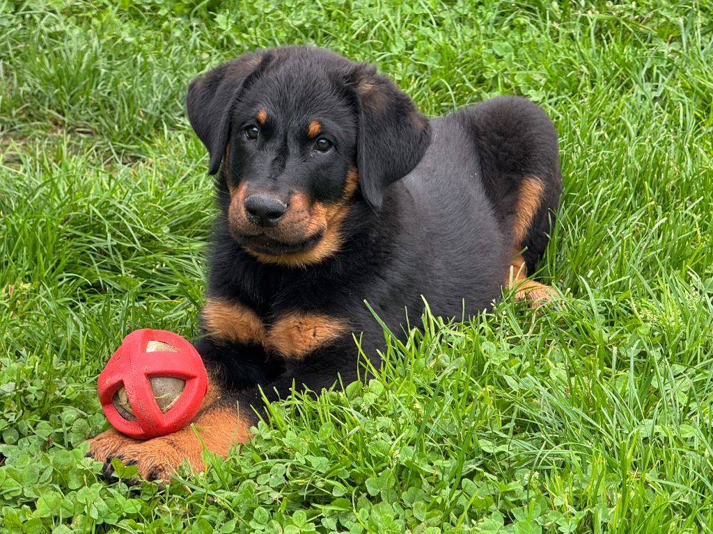 Des Feux De Beltaine - Chiots disponibles - Berger de Beauce