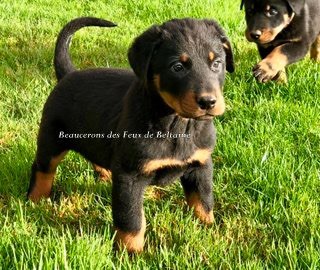 Chiot Berger de Beauce Des Feux De Beltaine