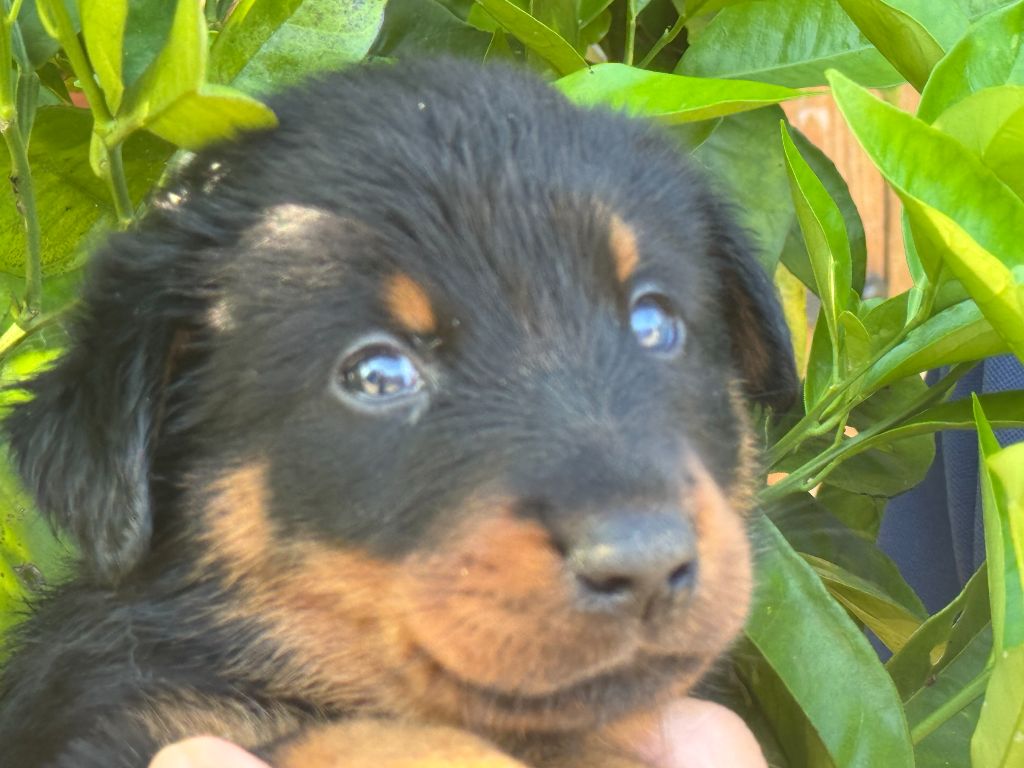 Des Feux De Beltaine - Chiots disponibles - Berger de Beauce