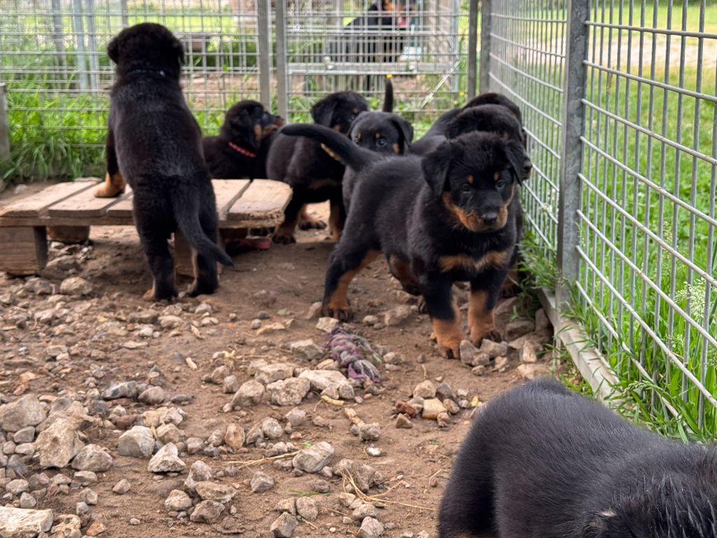 Chiot Berger de Beauce Des Feux De Beltaine