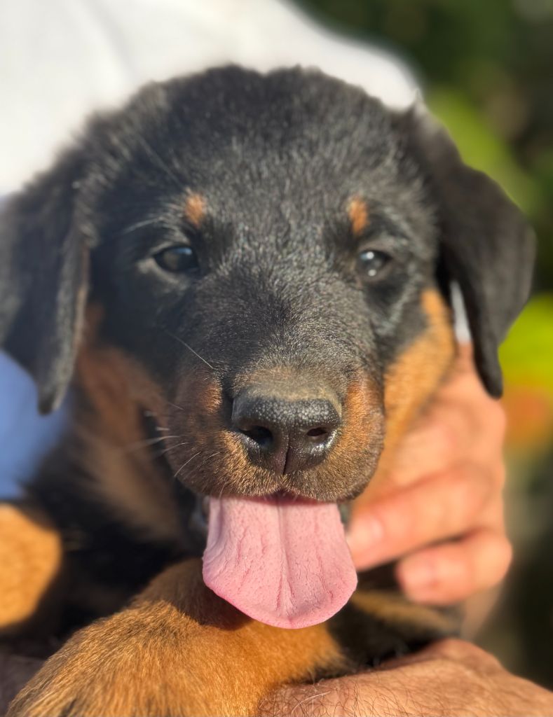 Des Feux De Beltaine - Chiots disponibles - Berger de Beauce