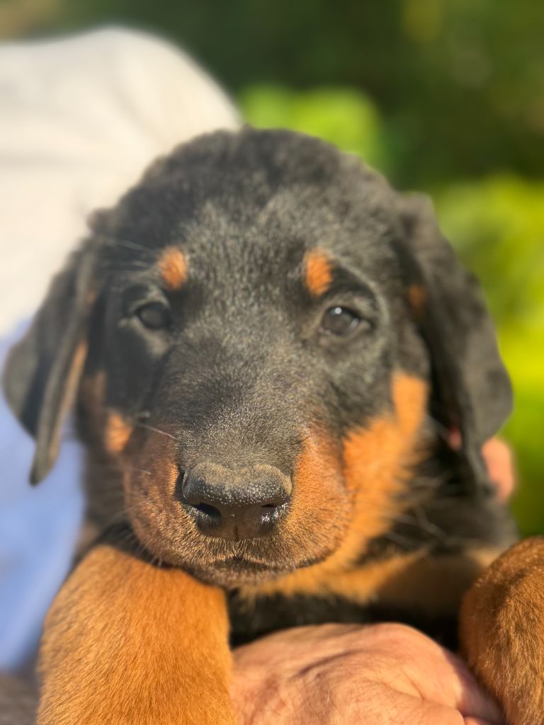 Des Feux De Beltaine - Chiots disponibles - Berger de Beauce