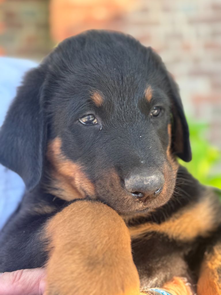 Des Feux De Beltaine - Chiots disponibles - Berger de Beauce