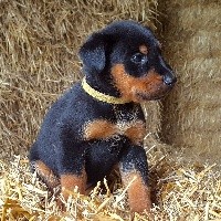 Mâle Collier jaune