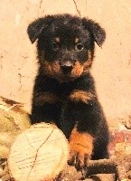 CHIOT